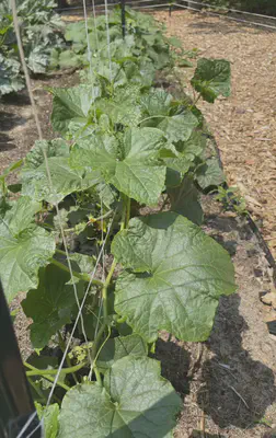 cucumber plant growth at 6/17/23