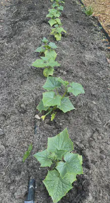 cucumber plants transferred to ground