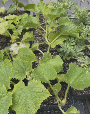 cucumber plant growth at 5/5/23