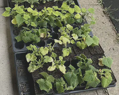 cucumber plant growth at 5/5/23