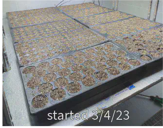 tray start 3/4/23