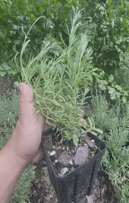 pruning, bushier and even growth, first year plant