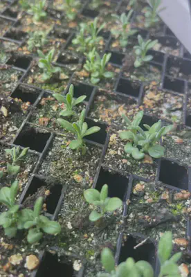 seedlings 1 month old