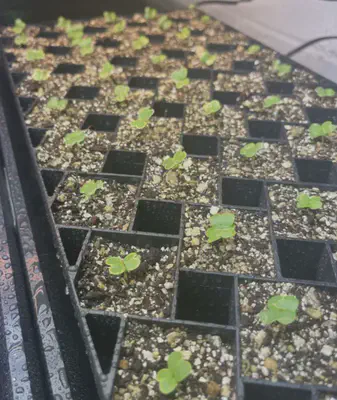 seedlings