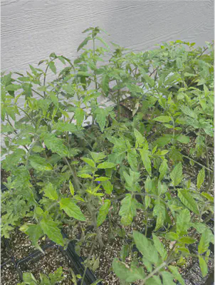 tomato potted at 5/5/23