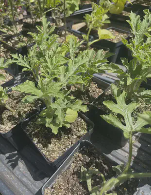 watermelon plant growth at 5/5/23