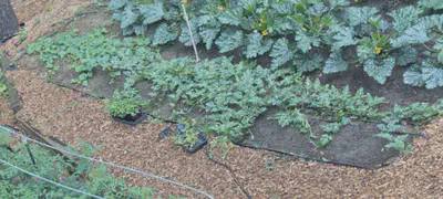 watermelon plant growth at 6/21/23