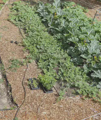 watermelon plant growth at 6/28/23