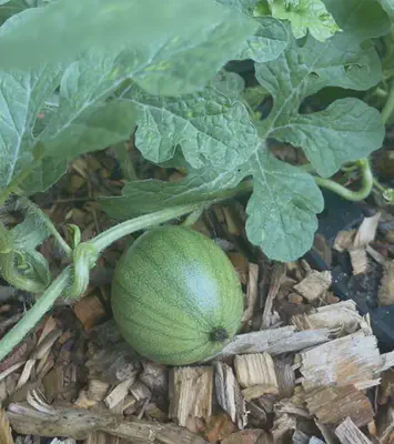 watermelon plant growth at 7/04/23