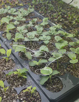 false leaves and true leaves 3/21/23, about 17 days after initial seeding