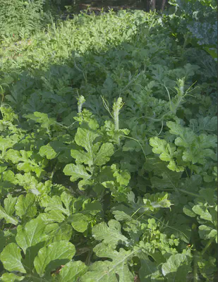 watermelon plant growth at 7/06/23